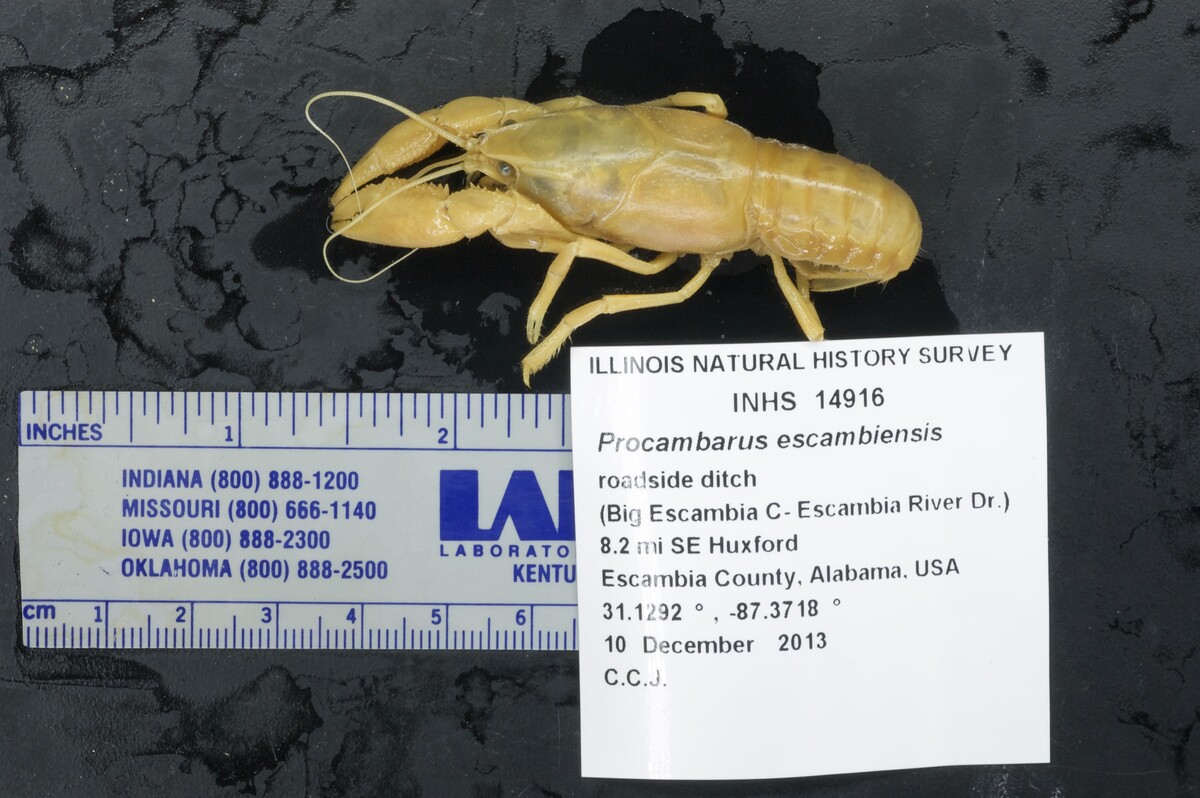Procambarus escambiensis image